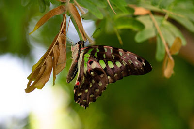 Close-up of butterfly pollinating flower