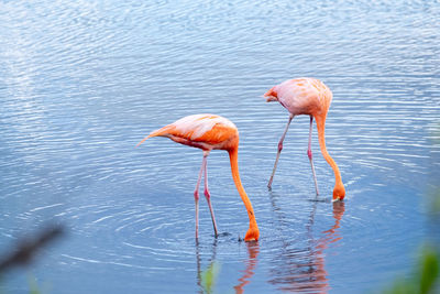 Flamingo drinking water