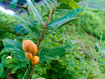 Close-up of fresh orange plant