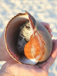 Close-up of seashell on hand