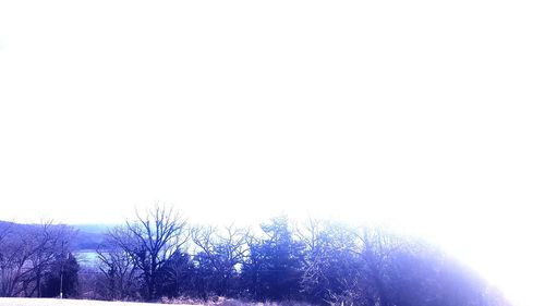 Low angle view of trees against clear sky