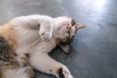 High angle view of cat yawning