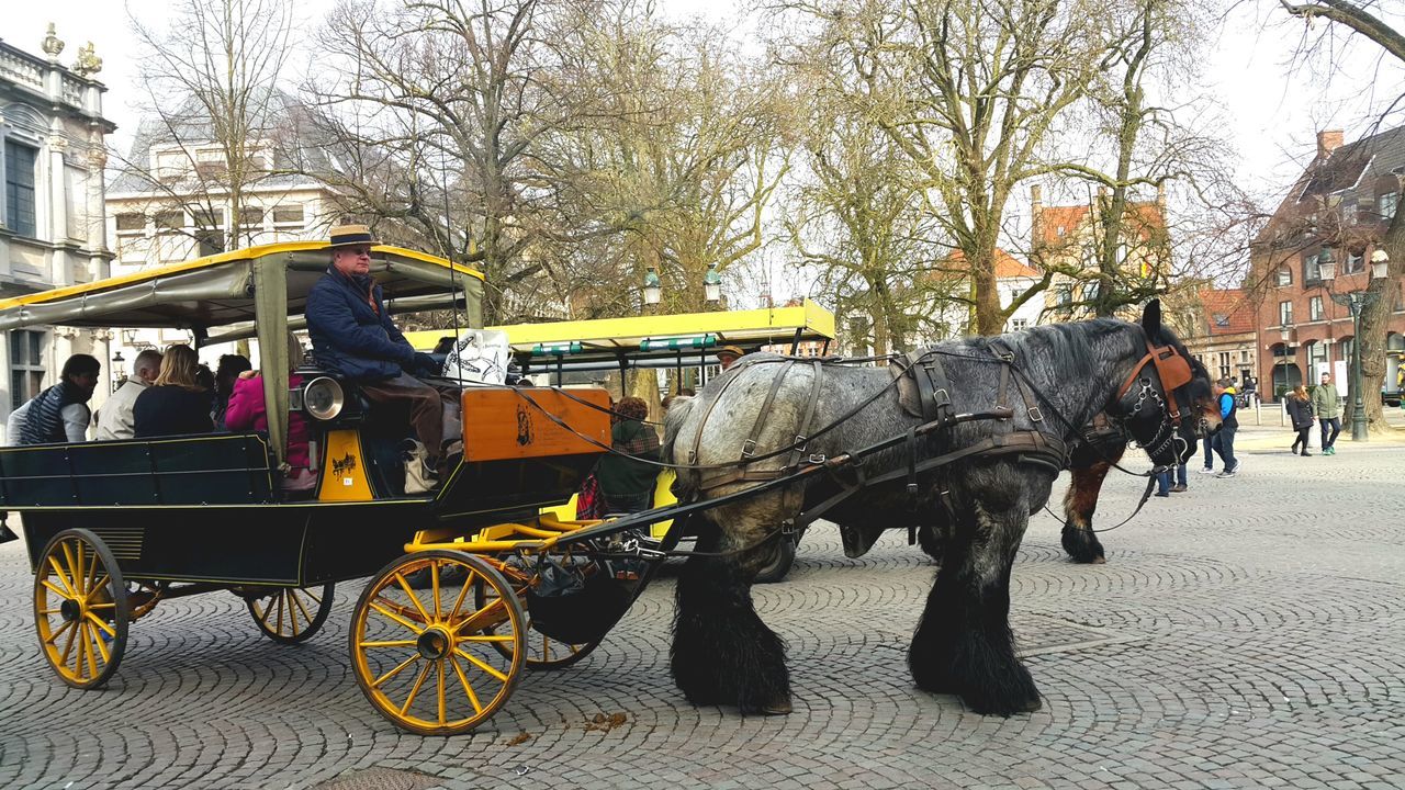 transportation, mode of transport, horse cart, land vehicle, tree, horsedrawn, city, carriage, women, men, outdoors, day, people, adult