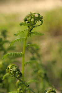 Close-up of fern growing on field