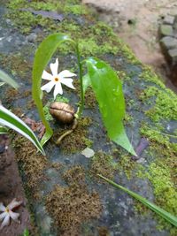 High angle view of snail on plant