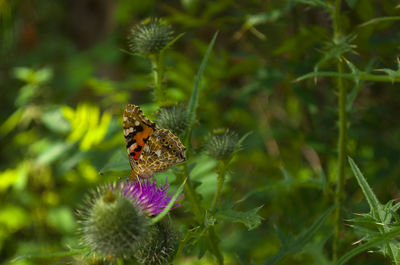 Butterfly pollinating on flower