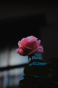 Close-up of pink rose