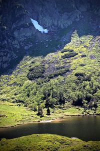 Scenic view of lake in forest