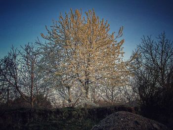 Trees against clear sky