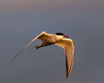 Low angle view of seagull flying