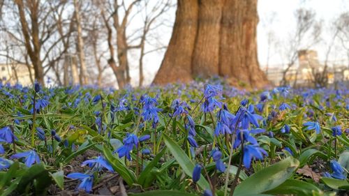 Close-up of purple crocus flowers on field