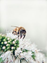 Close-up of bee pollinating on purple flower