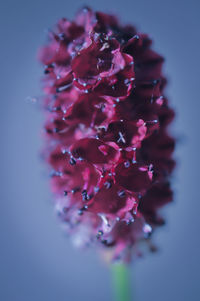 Close-up of pink flowers