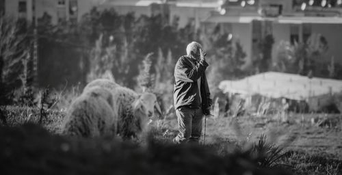 Senior man gesturing by flock of sheep on field