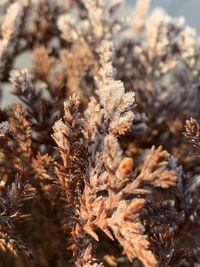 Close-up of dried plant on field