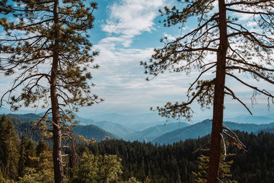 Scenic view of pine trees against sky