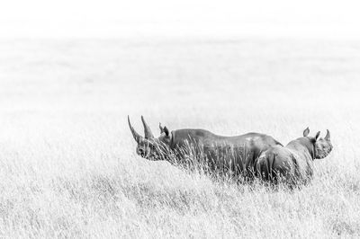 Rhinoceros standing on grassy field