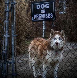 Portrait of siberian husky standing behind fence