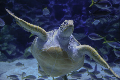 A sea turtle swims in an indoor aquarium.