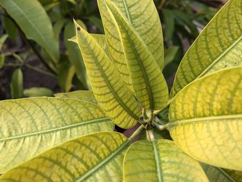 Close-up of yellow leaves against blurred background