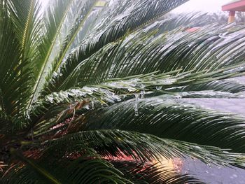 Close-up of wet palm leaf