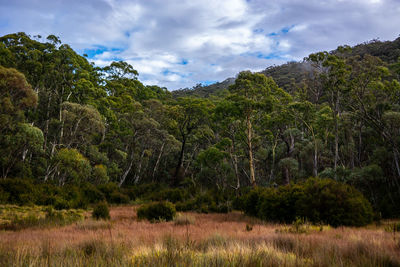 Scenic view of forest against sky