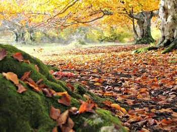 Close-up of fallen leaves in forest