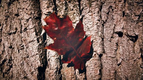 Close-up of maple leaf on tree trunk