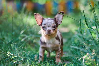 Portrait of dog on field