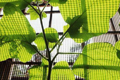 Close-up of plants against fence