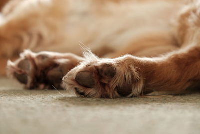 Close-up of a dog resting on rug
