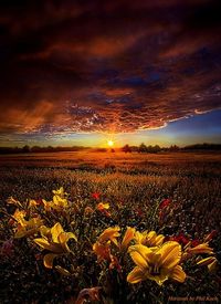 Scenic view of sunflower field against sky during sunset