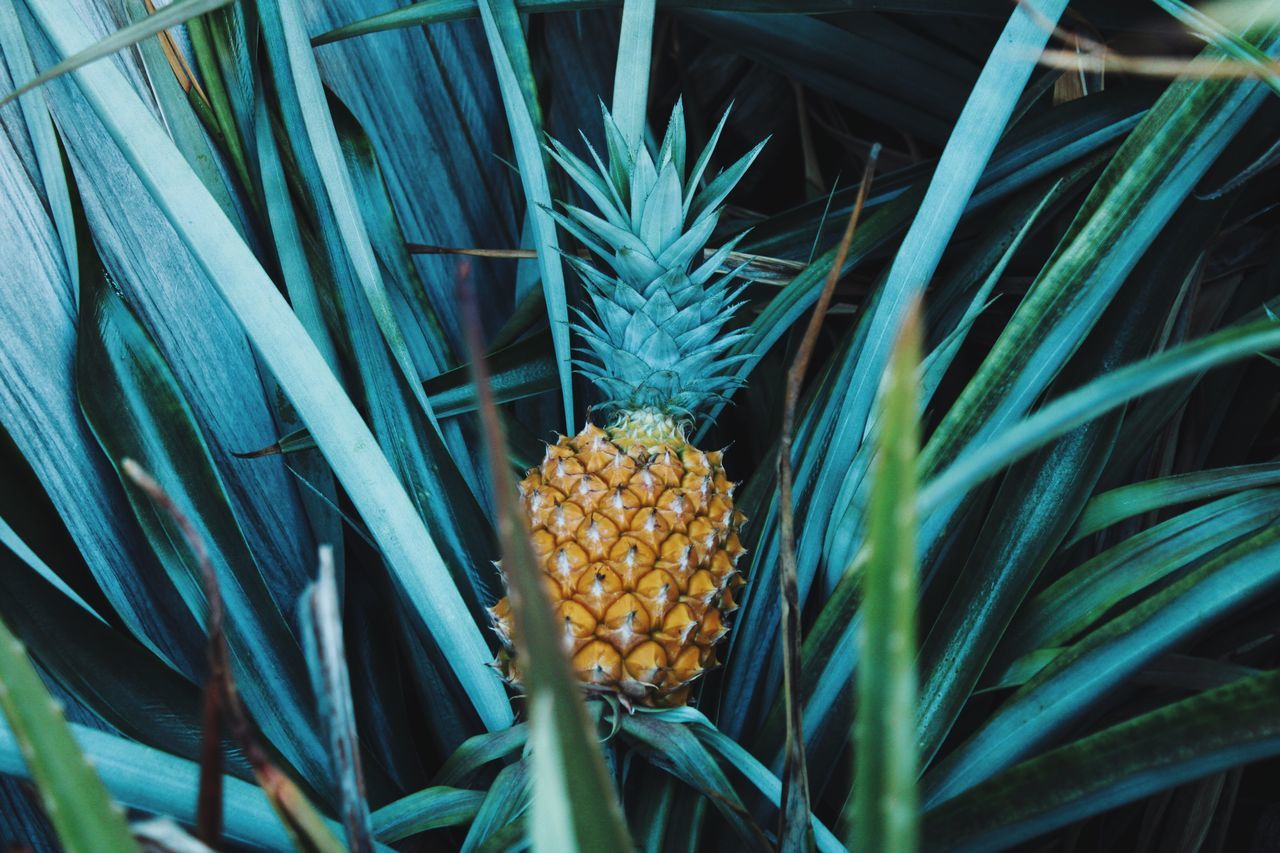 growth, plant, food and drink, food, pineapple, healthy eating, tropical fruit, green color, day, freshness, close-up, nature, no people, wellbeing, leaf, crop, plant part, corn, agriculture, outdoors, sweetcorn