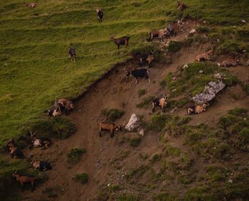 High angle view of sheep on field