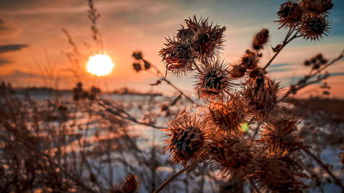 Close-up of wilted plant against sky during sunset