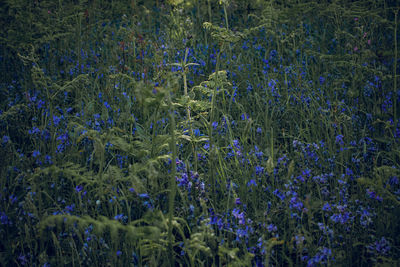 Full frame shot of purple flowering plants on field