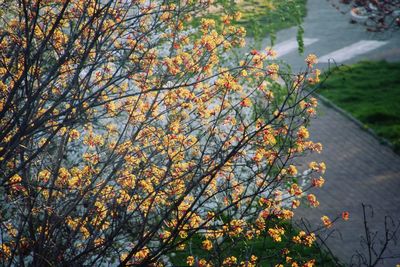 Close-up of plants against trees