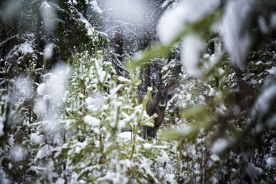 Elk in snowy forest