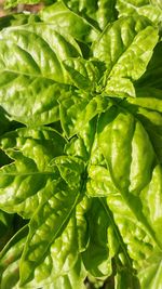 Full frame shot of green leaves