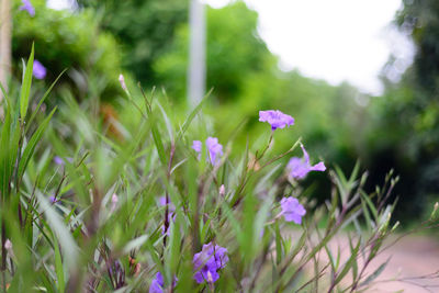 Close-up of purple flowering plants on field