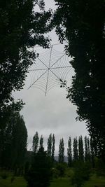 Low angle view of trees against sky