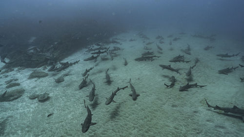 Fish swimming in sea