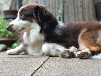 Close-up of dog sitting outdoors