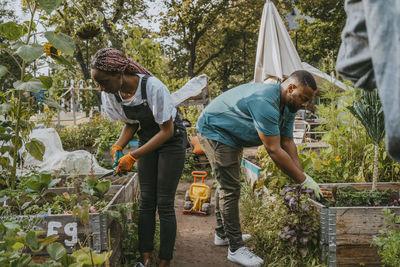 Young male and female volunteers gardening in urban farm