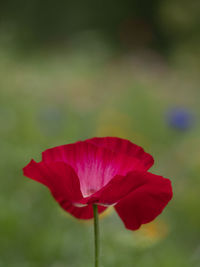 Close-up of red rose against blurred background