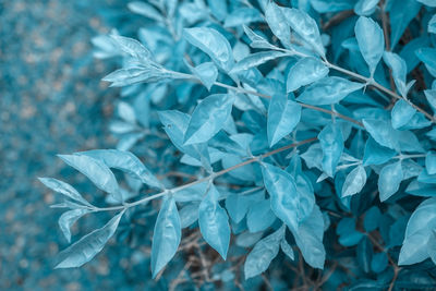 Full frame shot of leaves