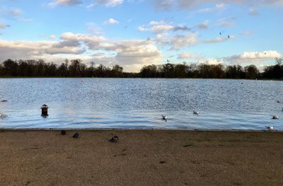 Birds swimming in lake against sky