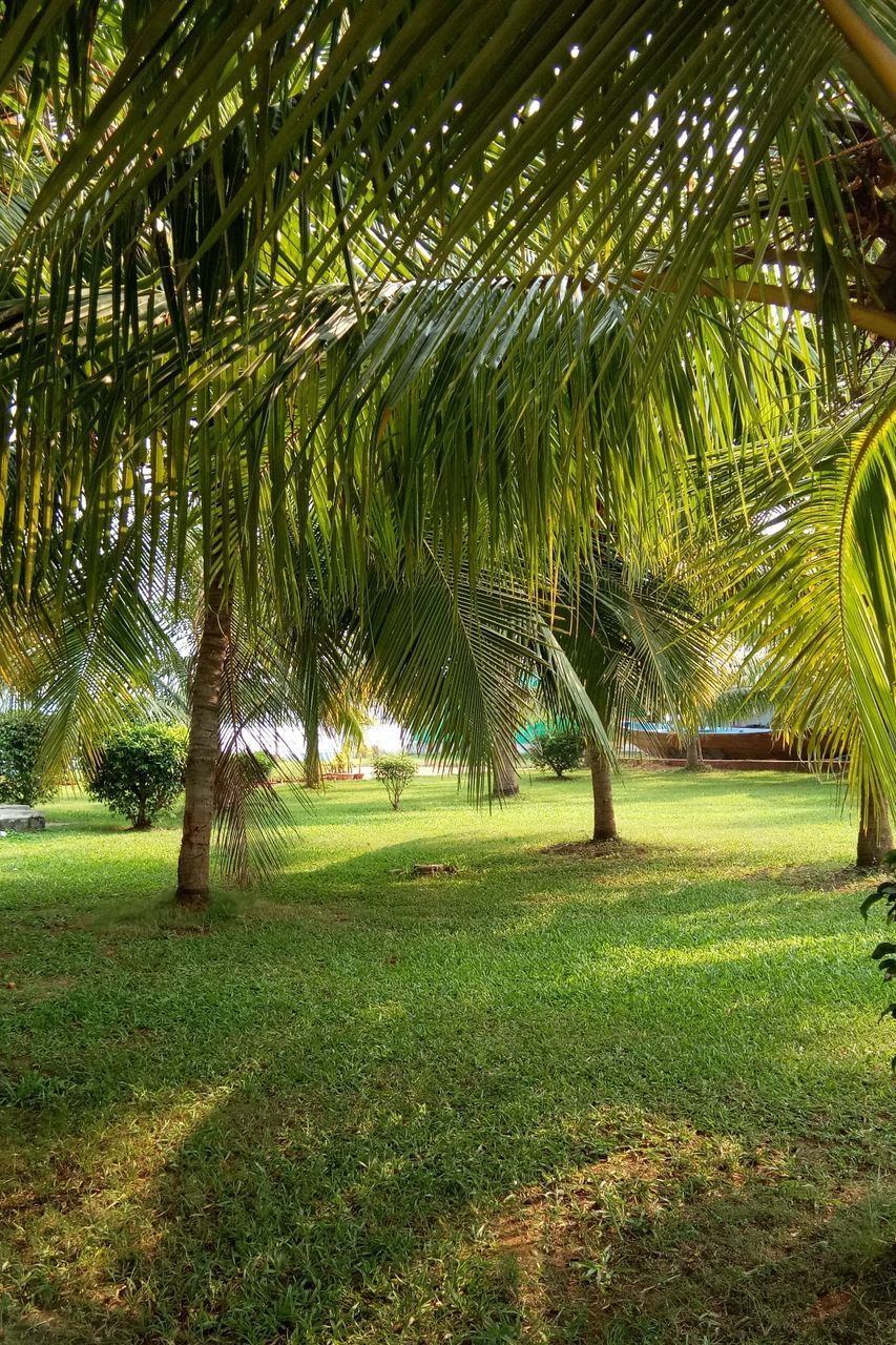 PALM TREES ON FIELD