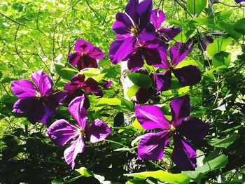 Close-up of purple flowers