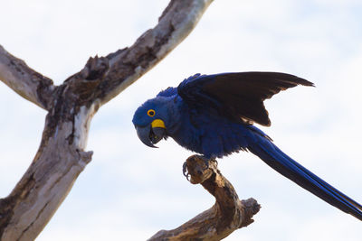 Low angle view of bird perching on branch